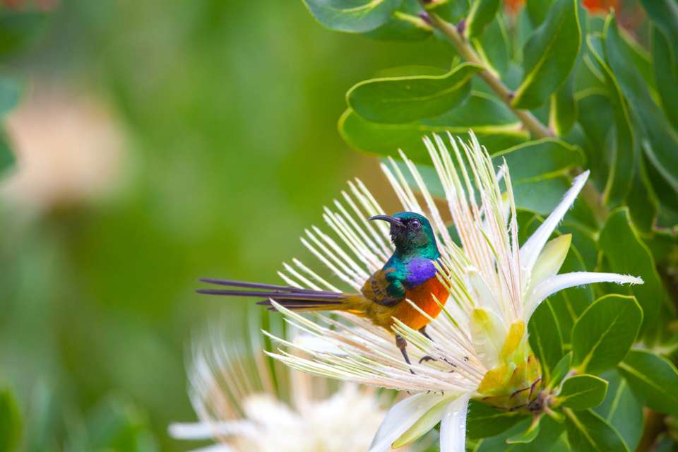 Highlights of South Africa's Winelands - undefined - Image 8