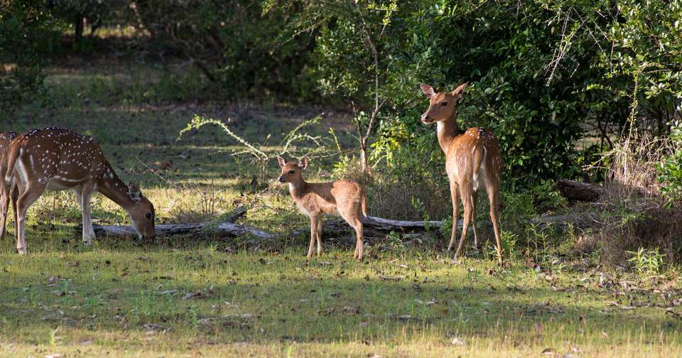 Highlights of Sri Lanka - Explore - Sri Lanka - Image 3