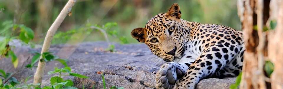 Highlights of Sri Lanka - undefined - Image 15