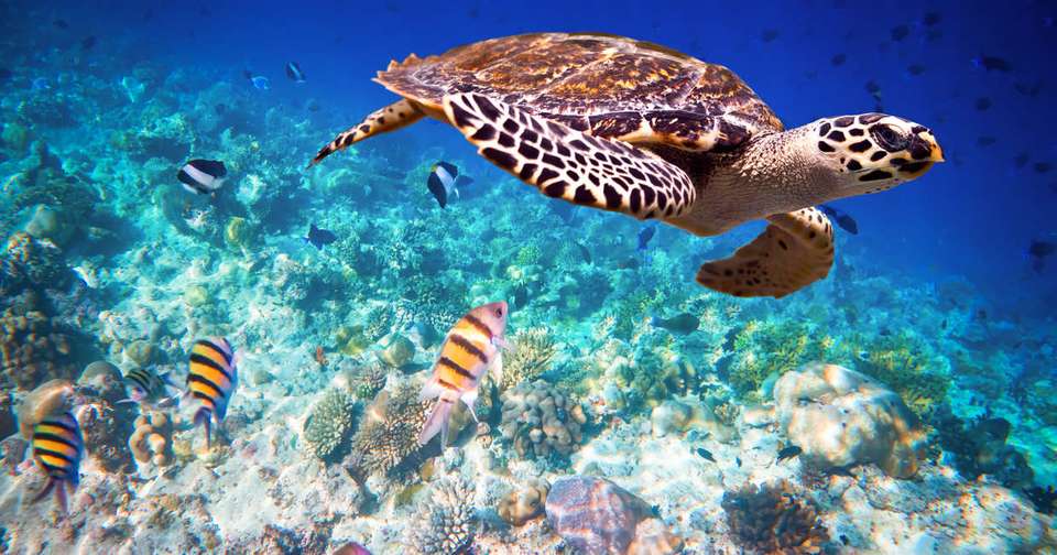 Highlights of Sri Lanka + Maldive Dhoni Cruise - Explore - Sri Lanka - Image 8