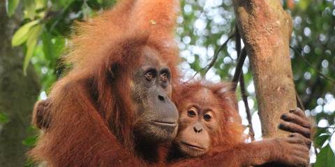 Highlights Of Sumatra - Fall Tours