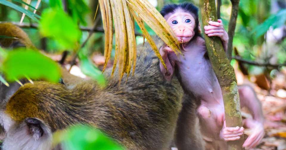 Highlights of Sumatra - Explore - Indonesia - Image 7