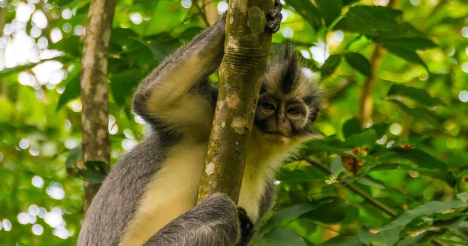 Highlights of Sumatra - Explore - Indonesia - Image 8
