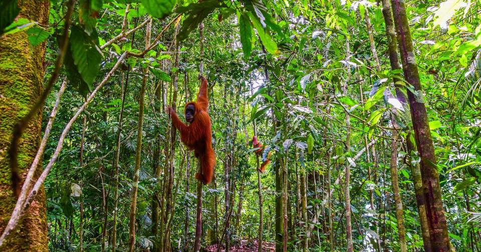 Highlights of Sumatra - Explore - Indonesia - Image 9