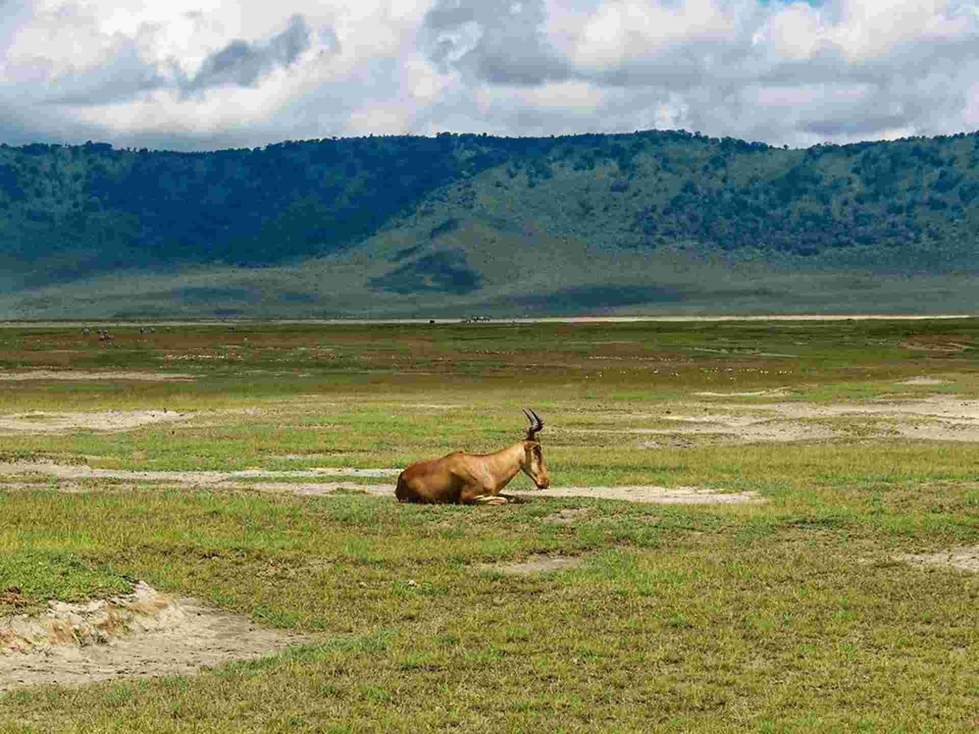 Highlights of Tanzania Safari 5D/4N (Tarangire, Serengeti & Ngorongoro)