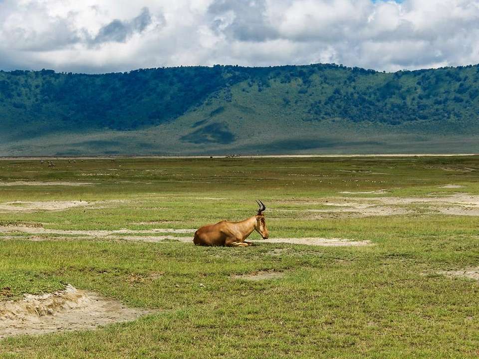 Highlights of Tanzania Safari 5D/4N (Tarangire, Serengeti & Ngorongoro) - Bamba - Tanzania - Image 1