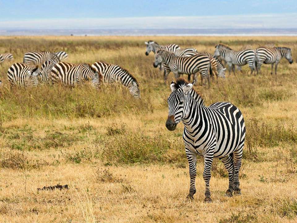 Highlights of Tanzania Safari 5D/4N (Tarangire, Serengeti & Ngorongoro) - Bamba - Tanzania - Image 3