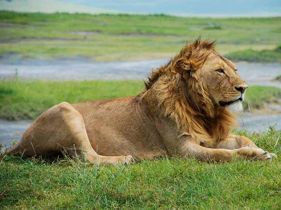 Highlights of Tanzania Safari 5D/4N (Tarangire, Serengeti & Ngorongoro) - Bamba - Tanzania - Image 5