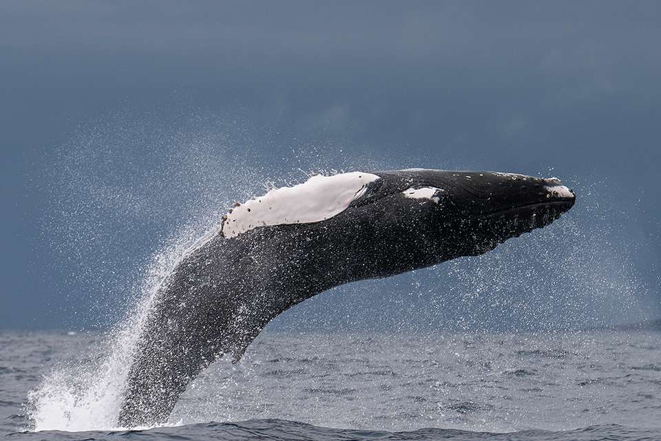 Highlights of the Azores - Intrepid Travel - Portugal - Image 7