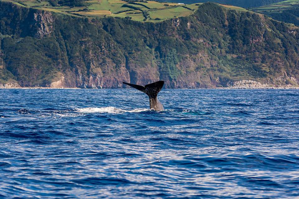 Highlights of the Azores - Intrepid Travel - Portugal - Image 8