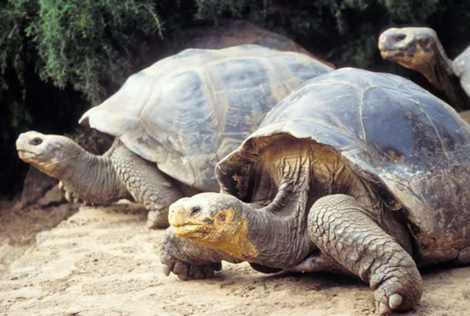 Highlights of the Galapagos - 14 days - On The Go Tours - Ecuador - Image 8