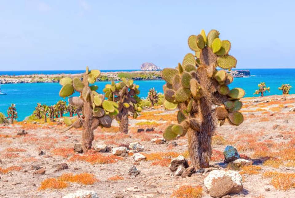 Highlights of the Galapagos - 14 days - On The Go Tours - Ecuador - Image 9