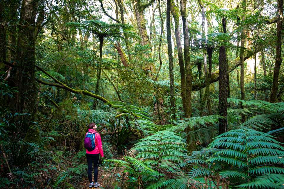 Hike Queensland's Scenic Rim Trail - Intrepid Travel - Australia - Image 6