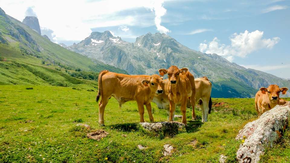 Hike Spain’s Picos de Europa - Exodus Adventure Travels - Spain - Image 14