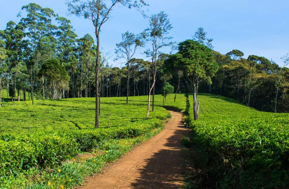 Hike Sri Lanka’s Pekoe Trail - Exodus Adventure Travels - Sri Lanka