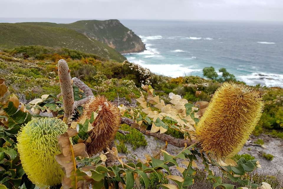 Hike the Bibbulmun Track: Walpole to Denmark - Intrepid Travel - Australia - Image 2