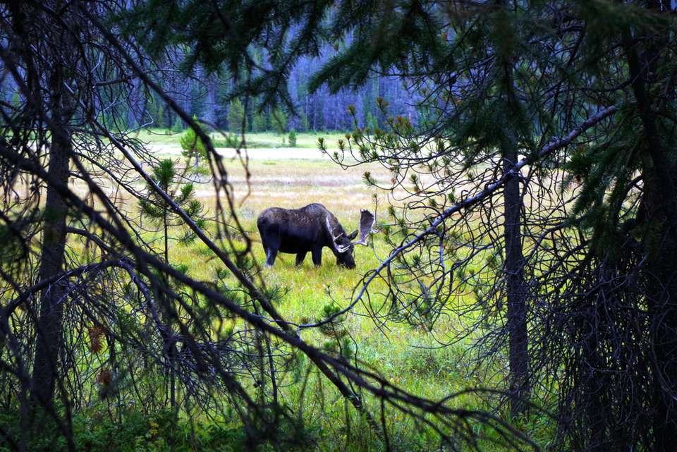 Hiking and Camping in Rocky Mountain National Park - undefined - Image 4