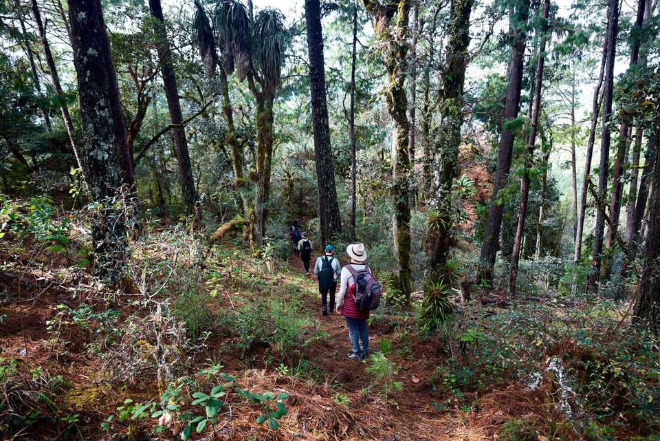 Hiking in Mexico: Oaxaca’s Indigenous Highlands - Intrepid Travel - Mexico - Image 23