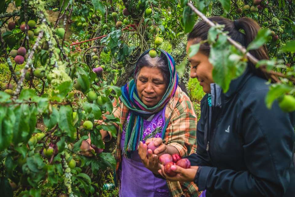 Hiking in Mexico: Oaxaca’s Indigenous Highlands - Intrepid Travel - Mexico - Image 22