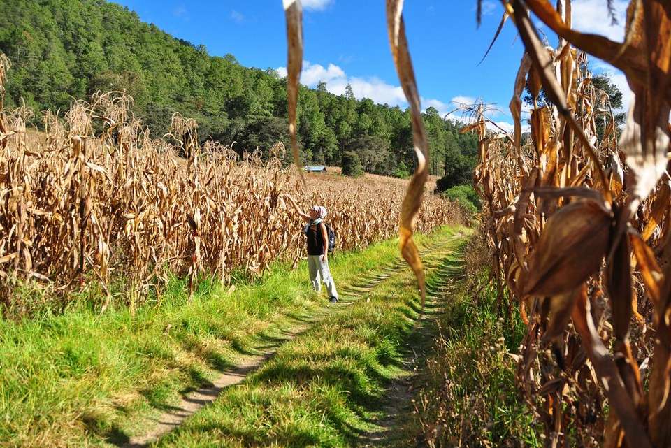 Hiking in Mexico: Oaxaca’s Indigenous Highlands - Intrepid Travel - Mexico - Image 20