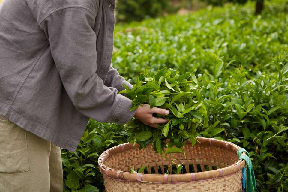 Hiking in Northern Vietnam - Exodus Adventure Travels - Vietnam - Image 8