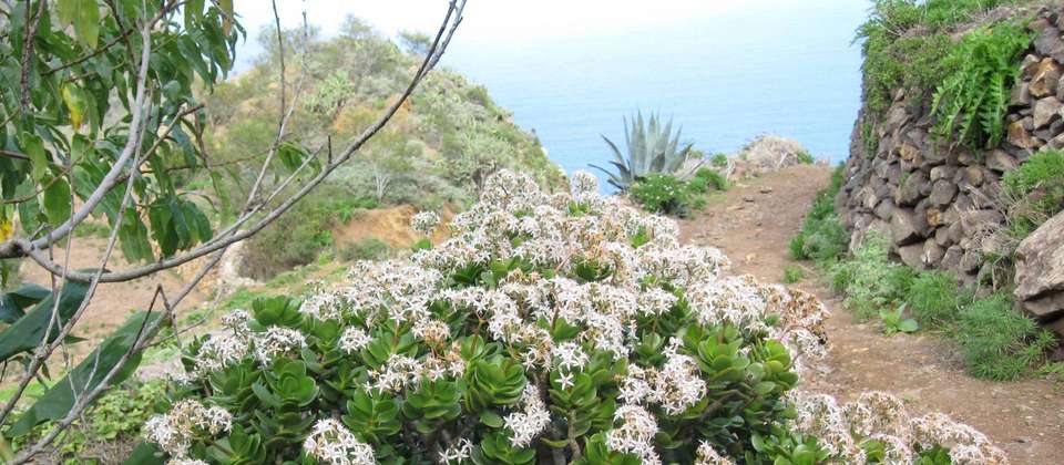 Hiking in Tenerife - Walkers' Britain - Spain - Image 7