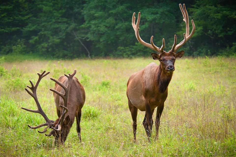 Hiking the Best of Great Smoky Mountains National Park - undefined - Image 2