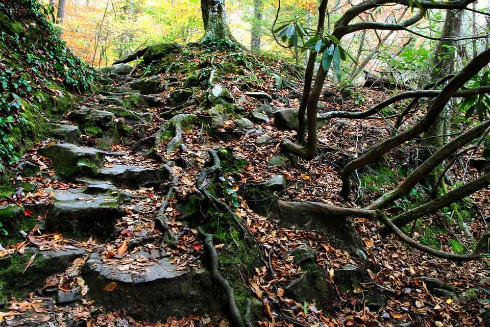 Hiking the Best of Great Smoky Mountains National Park - undefined - Image 5