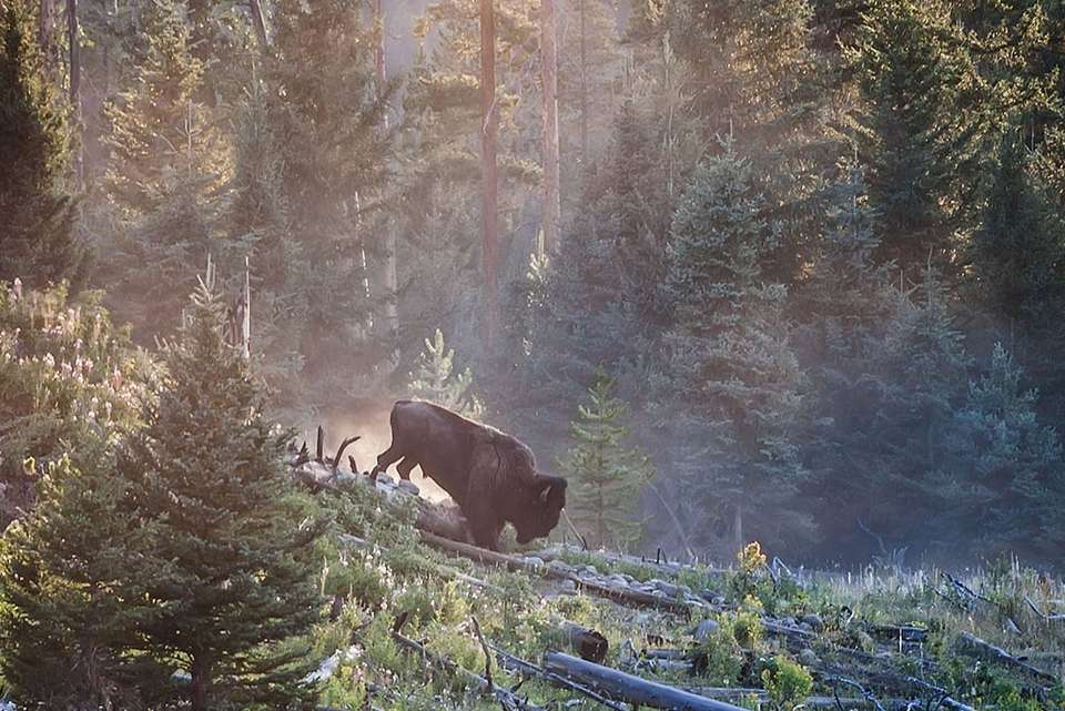 Hiking the Best of Yellowstone and Grand Tetons - undefined - Image 6