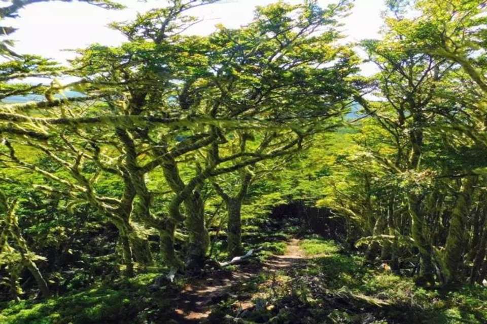 Hiking the Magallanes Forest Reserve - Tangol Tours - Chile - Image 3