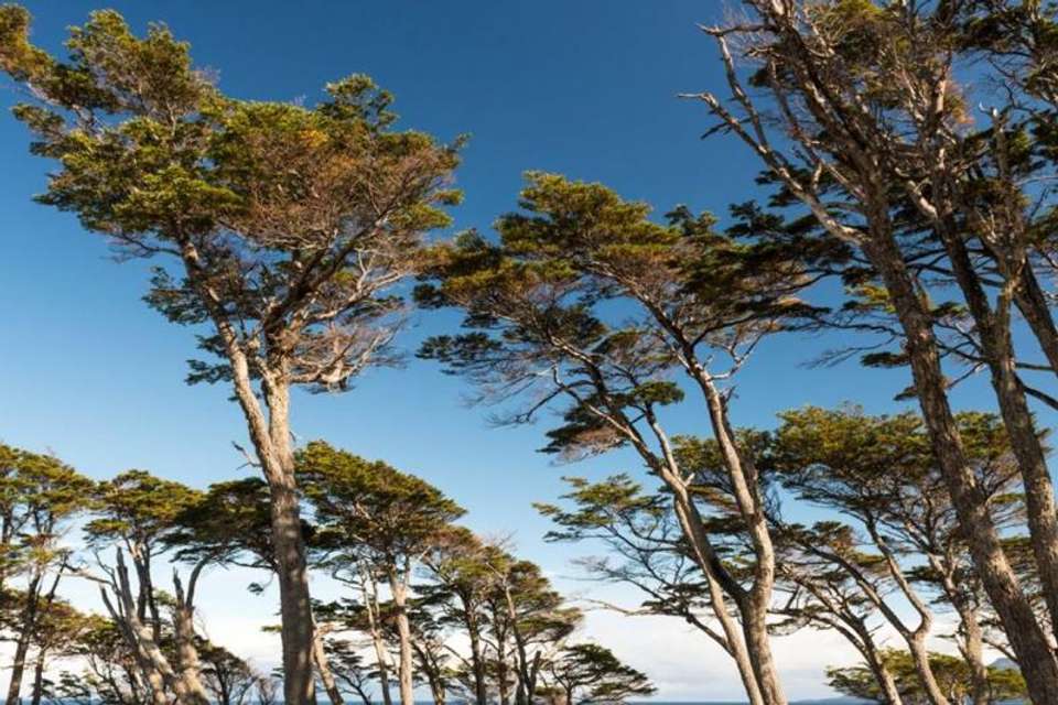 Hiking the Magallanes Forest Reserve - Tangol Tours - Chile - Image 5