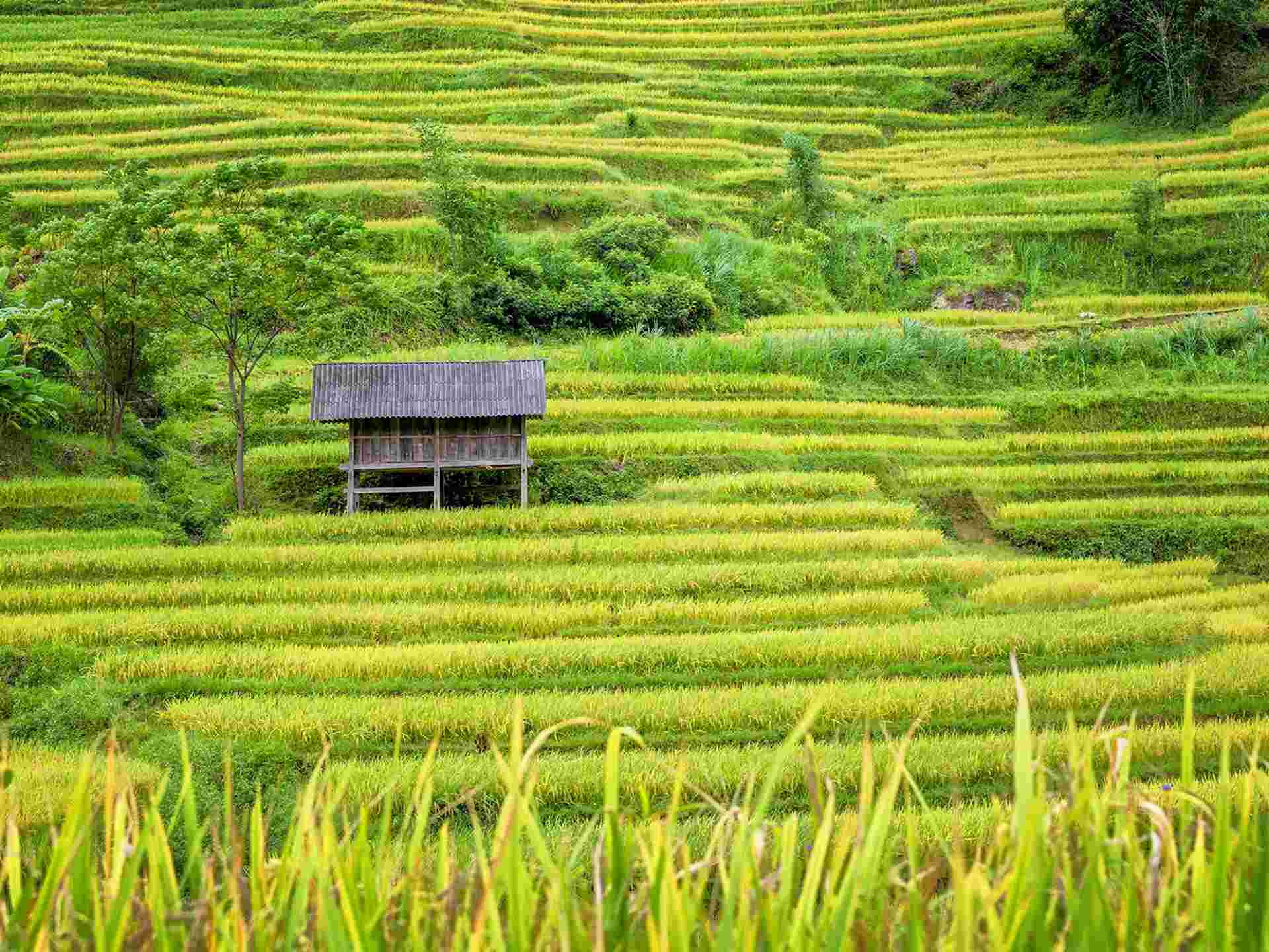 Hill Tribes, Halong Bay & Beyond - 13 days