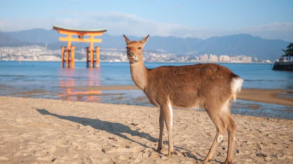 Hiroshima Peace And Prayers By Bullet Train from Osaka - Tomato Travel - Japan