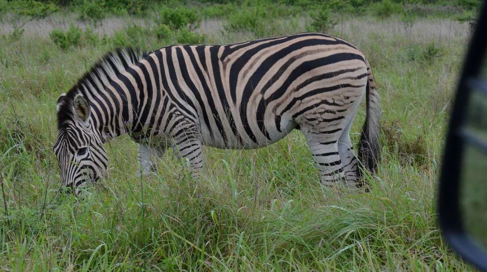Hluhluwe Imfolozi  &  Isimangaliso St Lucia Tour - Zulu Safaris - South Africa - Image 2