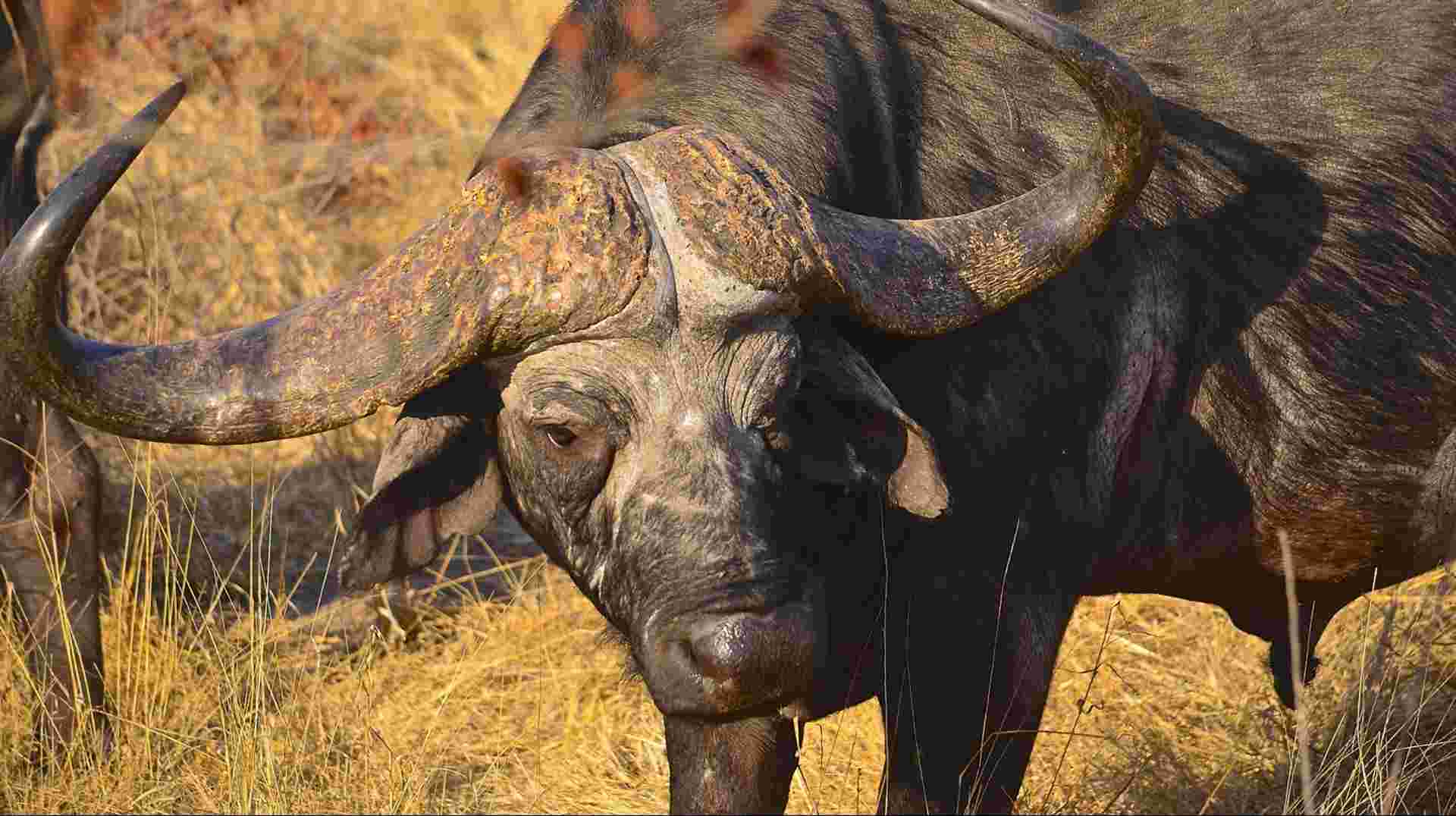 Hluhluwe Imfolozi Safari & DumaZulu Day Tour