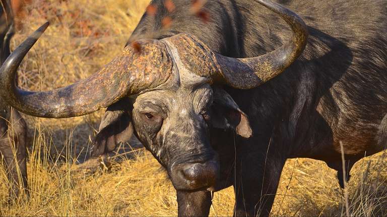 South Africa Local culture Tour: Hluhluwe Imfolozi Safari & DumaZulu Day Tour