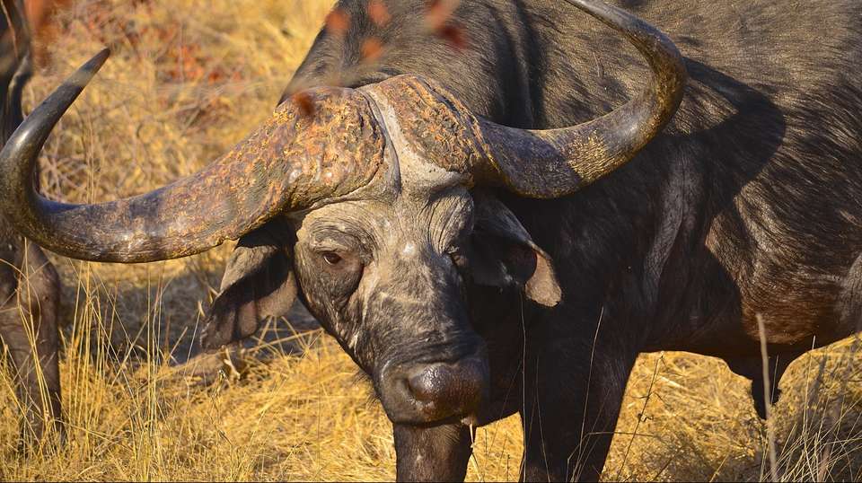 Hluhluwe Imfolozi Safari & DumaZulu Day Tour - undefined - Image 1