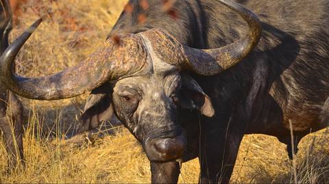 South Africa Local Culture Tour: Hluhluwe Imfolozi Safari & Dumazulu Day Tour