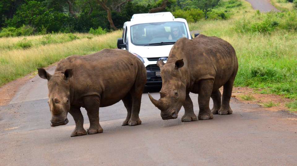Hluhluwe Imfolozi Safari & DumaZulu Day Tour - undefined - Image 4