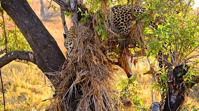 Hluhluwe Imfolozi Safari & Emdoneni Wild Cat Tour trip - alternative tour available