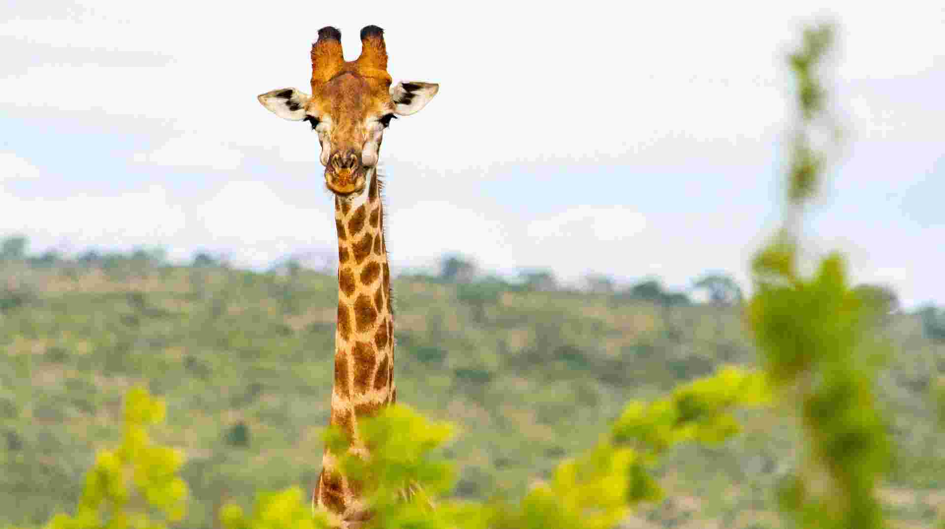 Hluhluwe Imfolozi Safari Tour