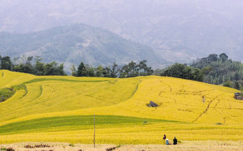 Hoang Su Phi Terraced Fields Trekking 4 Days 3 Nights - Mr Linh's Adventures - Vietnam - Image 3