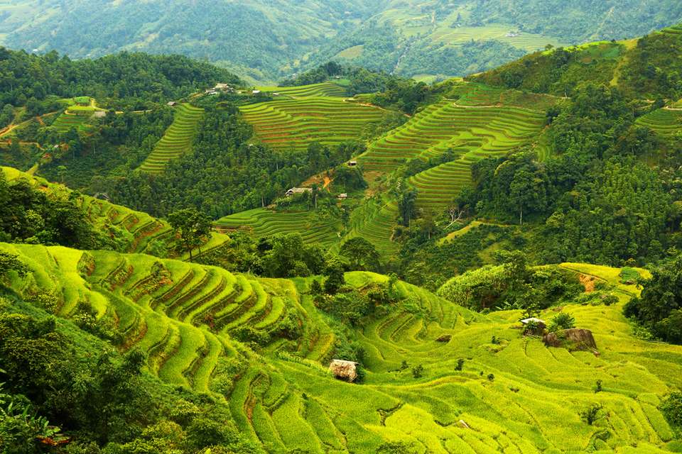 Hoang Su Phi Terraced Fields Trekking 4 Days 3 Nights - Mr Linh's Adventures - Vietnam - Image 5