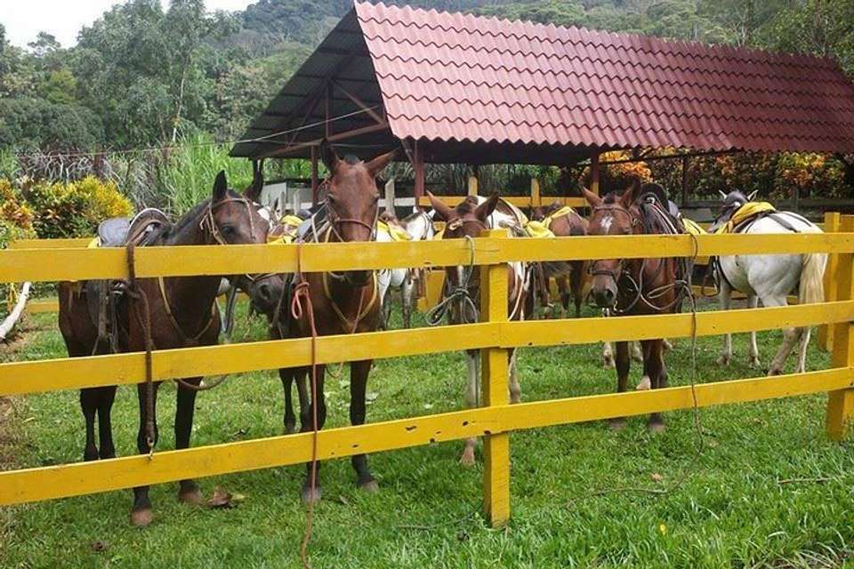 Horseback Riding From Jacó - Destination Services - Costa Rica - Image 3