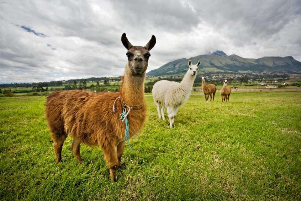 Huaraz, The Heart Of The Mountains - Semi-private Tour - Destination Services - Peru - Image 4