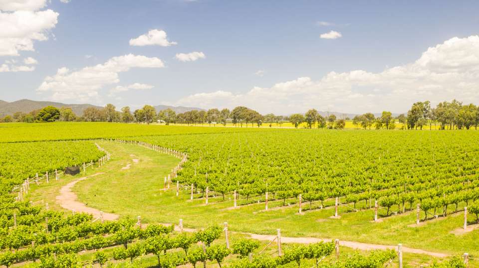 Hunter Valley Wine-Tasting Day Trip - Colourful Collective Travel - Australia - Image 11