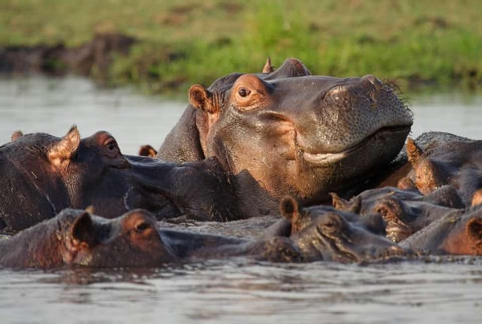 Hwange, Chobe & Falls - 10 days - On The Go Tours - Zimbabwe - Image 4