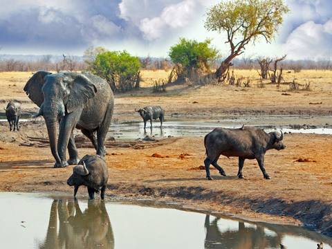 Hwange National Park Safari - 4 Days - August 2026