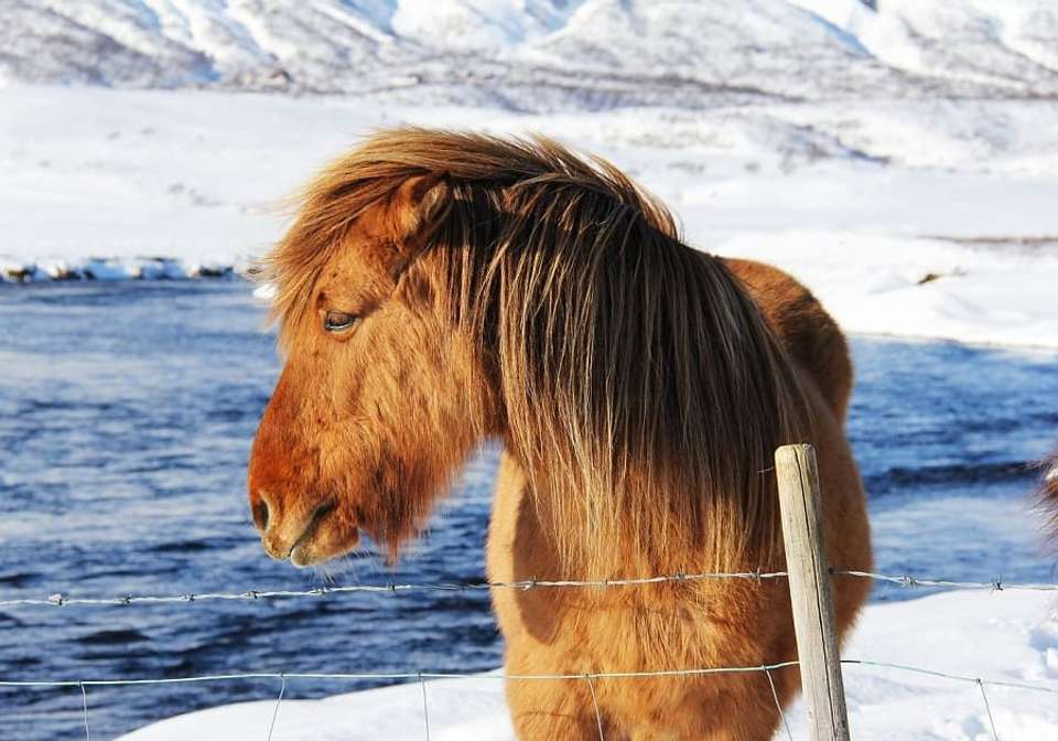 Iceland Aurora and Golden Circle Escape - Indus Travels - Iceland - Image 3