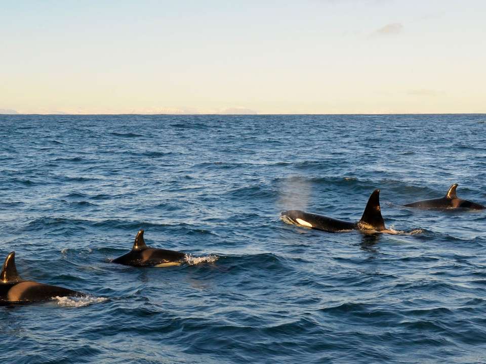 Iceland Circle & Westfjords Discovery - 17 days - On The Go Tours - Iceland - Image 10